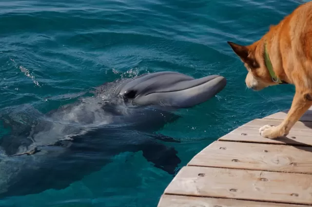 Golden Retriever's Ocean Adventure with Dolphins