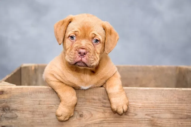 Understanding Your Canine Companion: Unraveling the Mysteries of Dog Behavior