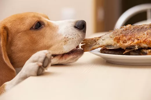 Danger at the Dinner Table: Human Foods Your Dog Must Never Eat