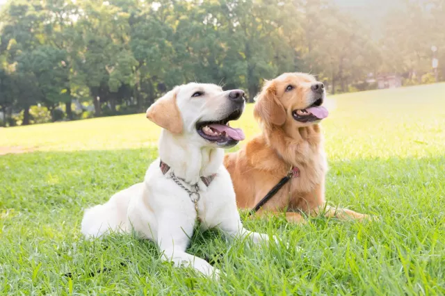 Golden Retriever vs. Labrador: A Quick Guide to Picking Your Perfect Companion
