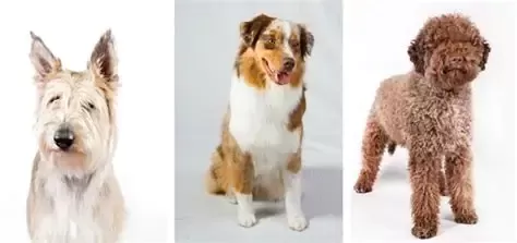 AKC Welcomes 3 New Dog Breeds to Registry