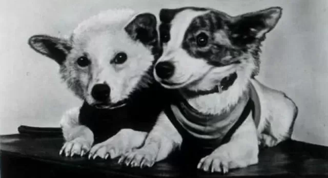 Remarkable Animals: Inspiring Stories of Devotion & Intelligence