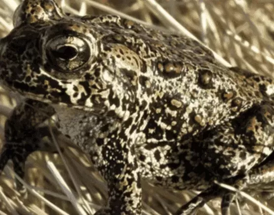Renewable Energy Clash: Nevada Toad Listed as Endangered