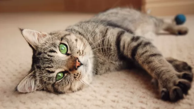 8 Fascinating Facts About Cats That Science Reveals