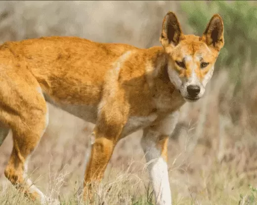 The Dingo Dilemma: Straddling Wolf and Dog Origins