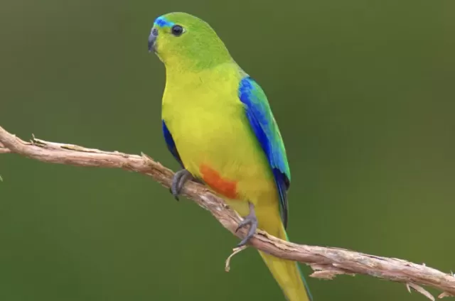 Australia's Nature Laws: Integrity Concerns & 