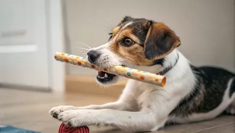 Paw Preference: How to Tell if Your Pet is Left- or Right-Handed